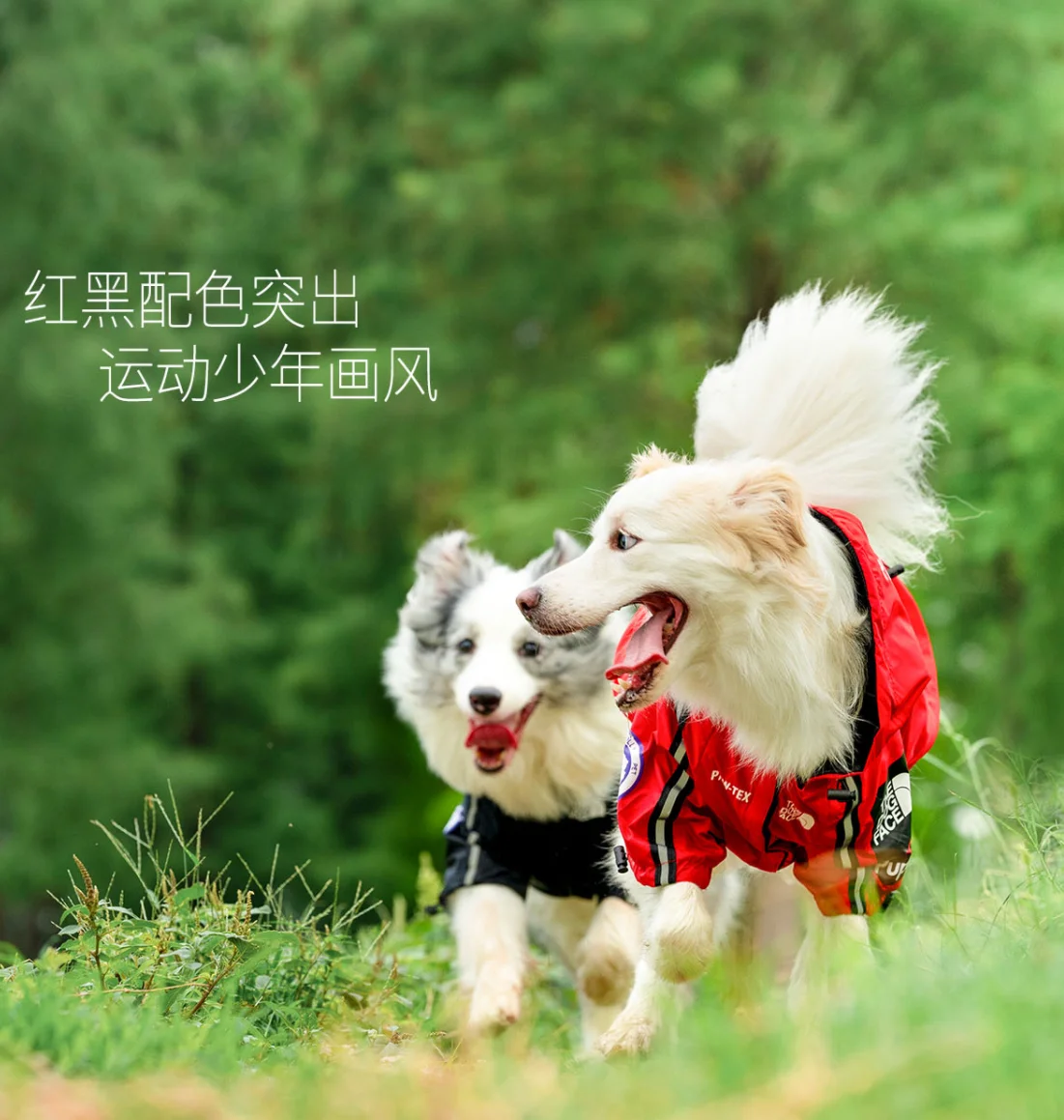 

Windproof Pet Jacket, Waterproof Raincoat, Dog Coat