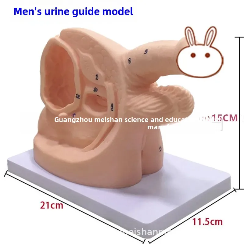 Simple Men's Women's Urinary Catheter Model For Training Practice In Urology Maternity Care Easy To Use Portable