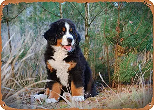 Berner Puppy Vintage Look Metal Sign Art Prints Retro Gift 8x12 Inch