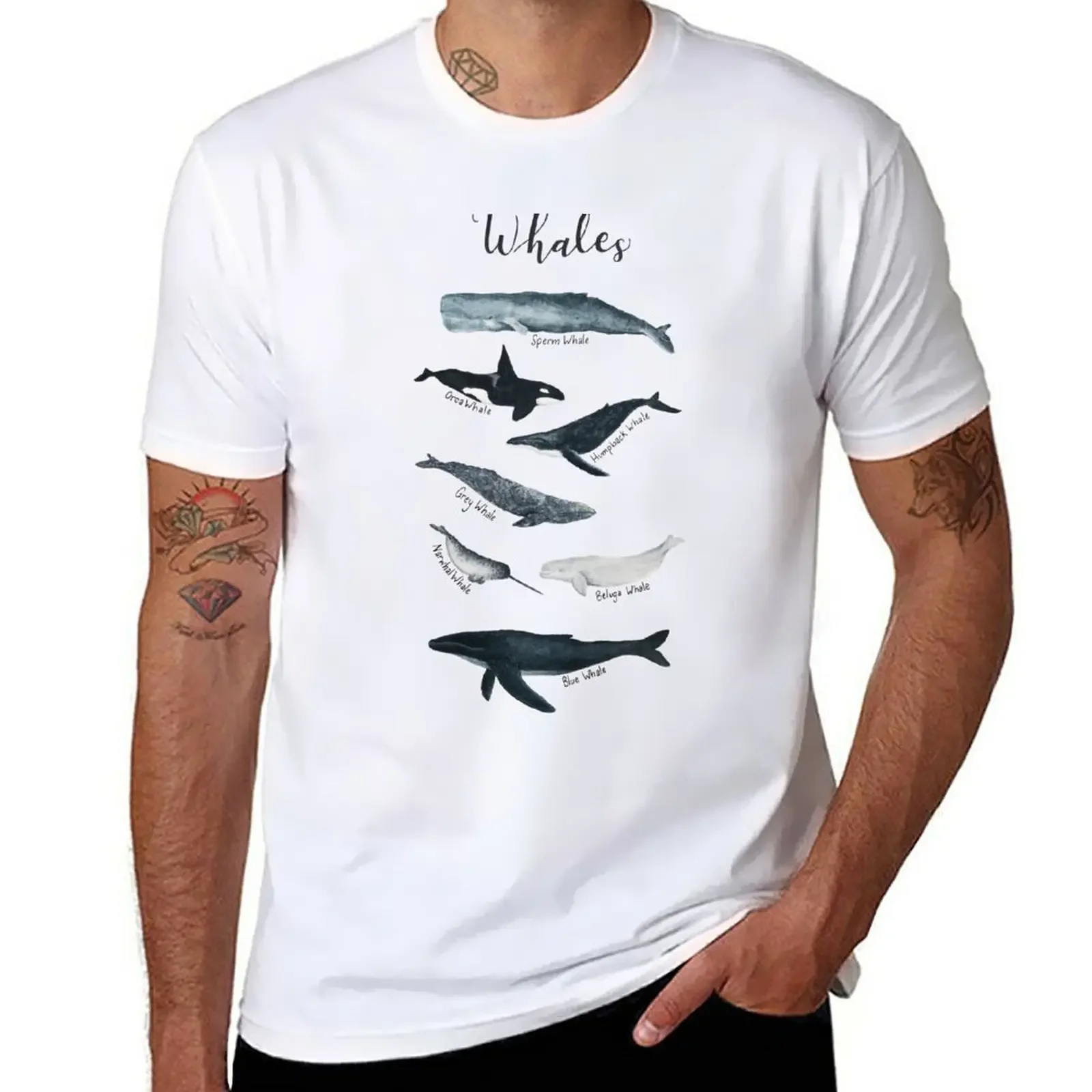 Whale Study T-Shirt essential t shirt anime quick-drying mens clothes