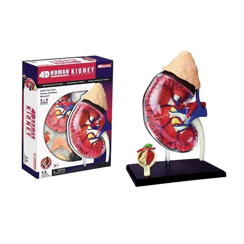 

4D мастер-анатомия модель почек, человеческий ходи, орган, анатомическая модель, сборка головоломки, медицинское обучение, биологическое образование