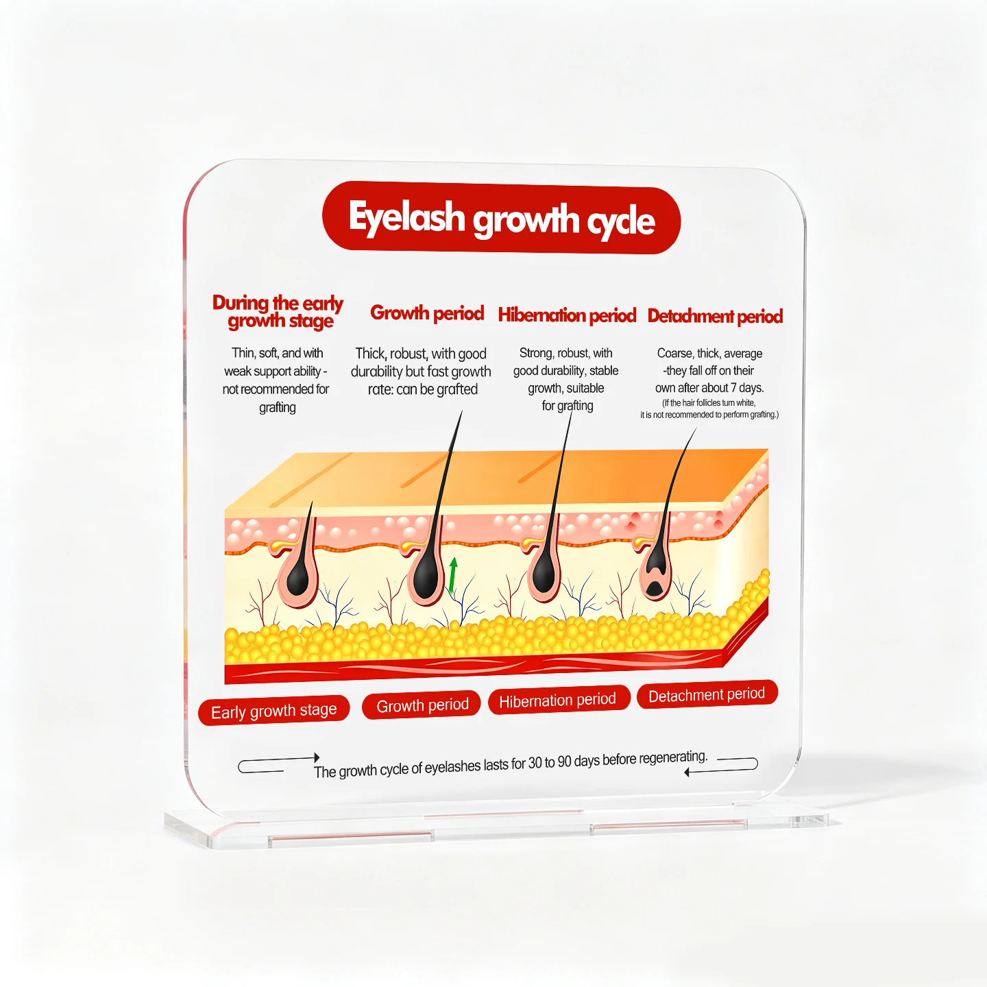 AliExpress Lash Growth Cycle Display Stand - Professional Eyelash Extension Consultation Board - Lash Tech Salon Educational Sign Tool