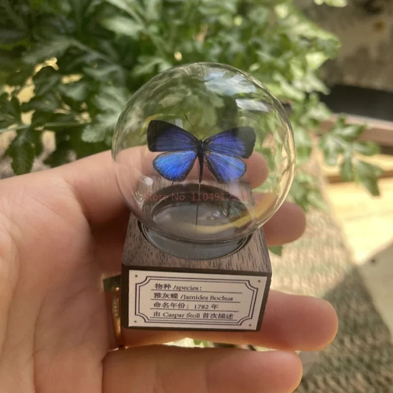 Mini bola de cristal de muestra de serie de mariposas de nogal clásico Original, colección de decoración de escritorio hecha a mano, regalo creativo para Festival