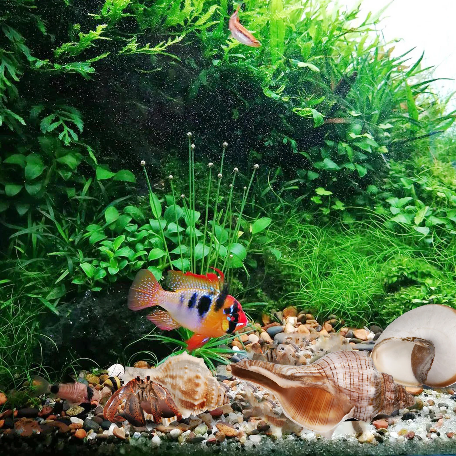 

6 pcs Conch Sea For Decorating Shells for Crabs Medium to Large Aquarium Decor Sea Shells Fish Tank Habitat