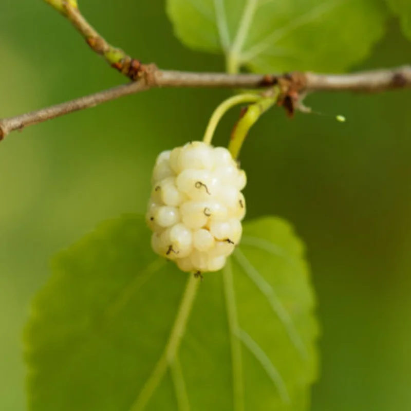 

2,5/5,5 градусов жесткие пластиковые дрифтовые шины, металлический обод колеса для Wltoys 284131 K969 K989 Kyosho Mini-Z 1/28, детали для обновления радиоуправляемого автомобиля