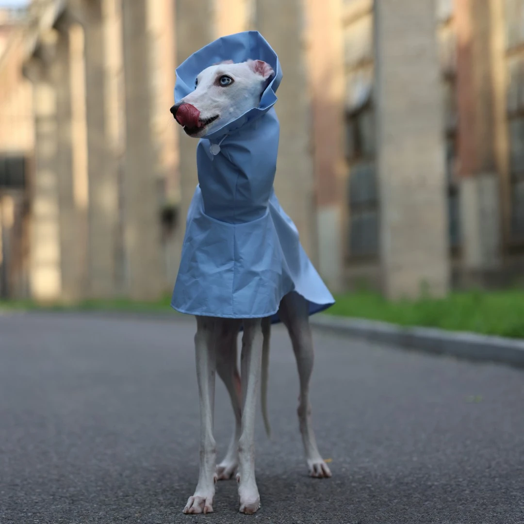 Einfarbiger Regenmantel für Italienische Windhunde und Whippets im Frühling und Sommer, Leichte, Taillenverstellbare, Winddichte Jacke für Hunde – Detail 18