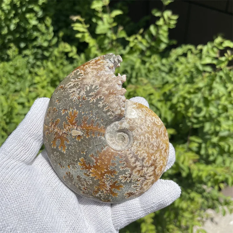 

410g Beautiful natural Chrysanthemum grain conch Ammonite