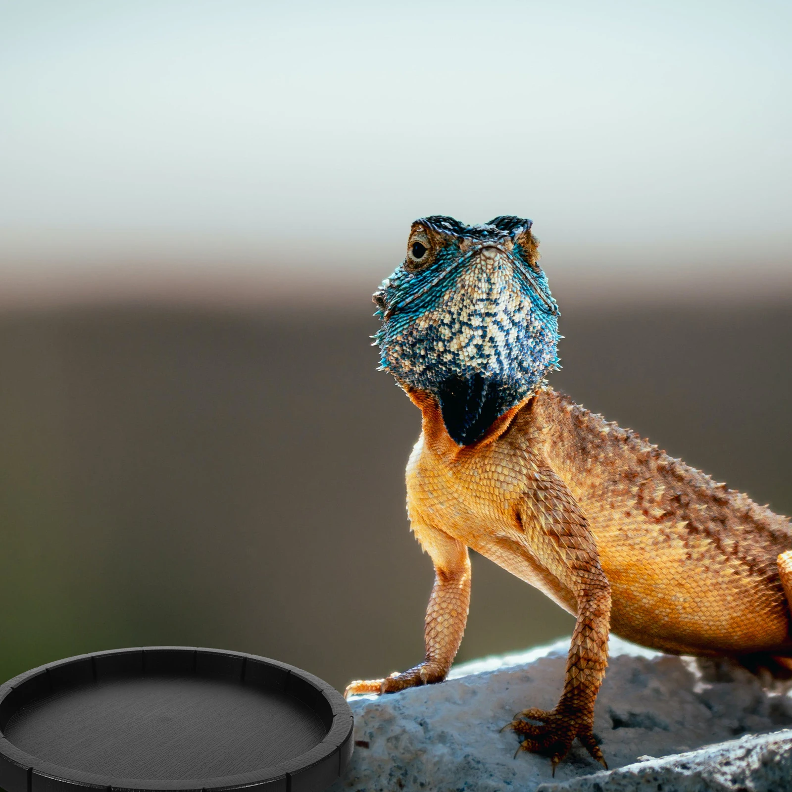 

2Pcs Pet Food Bowl Round Black Durable Reptile Drinking Dish Crawler Food Dish Small Pet Supplies Reptile Bowl