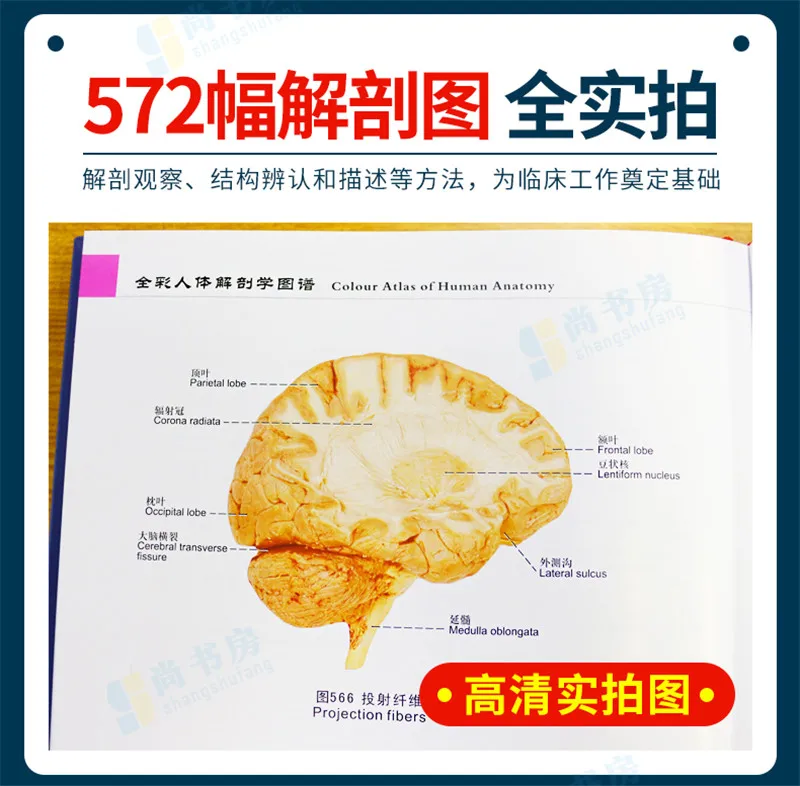 Imagem -05 - Anatomia Humana Cor Cheia Chinês Inglês Logotipo Diagrama Medicina Anatomia Shorthand Struture Livro 1