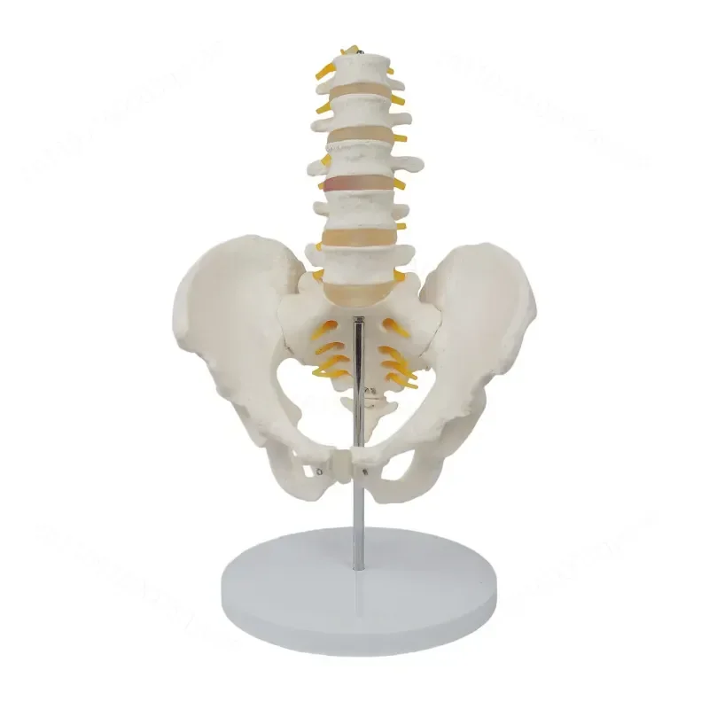 modello-anatomico-naturale-di-pelvi-e-colonna-vertebrale-umana-a-5-sezioni-con-cintura-lombare-per-dimostrazioni-didattiche-e-simulazioni
