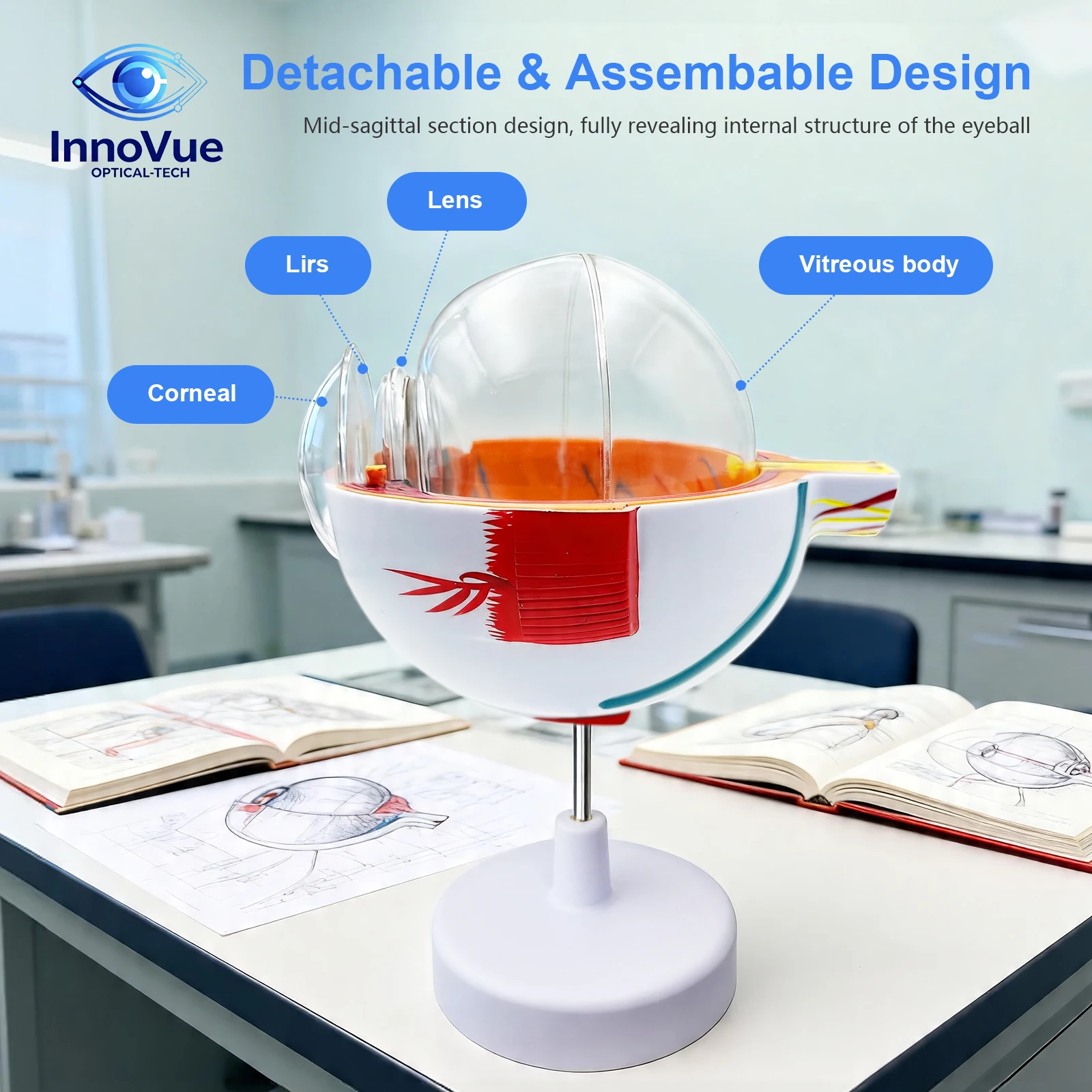 IE-03 Plastic Eye Model - Optometry Teaching Aid & Anatomy Kit for Medical Students & Training