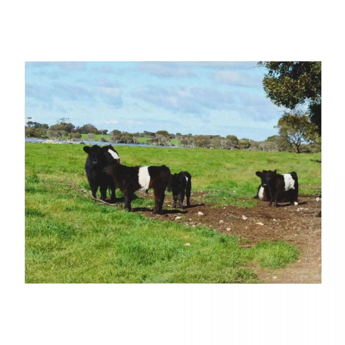 

Belted Galloway Cows And Calves, Throw Blanket Blankets For Bed Large Fashion Sofas decorative Blankets