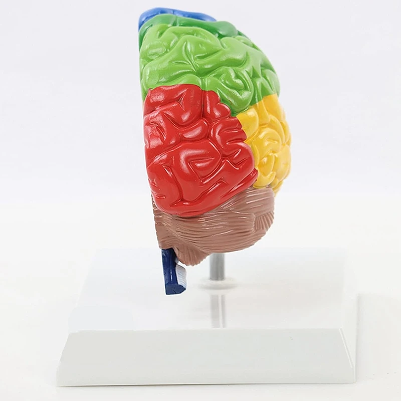 Right Hemisphere of Brain Human Body Model Education Brain Model 1:1 for Student Teaching Study Assembling Model-A09G