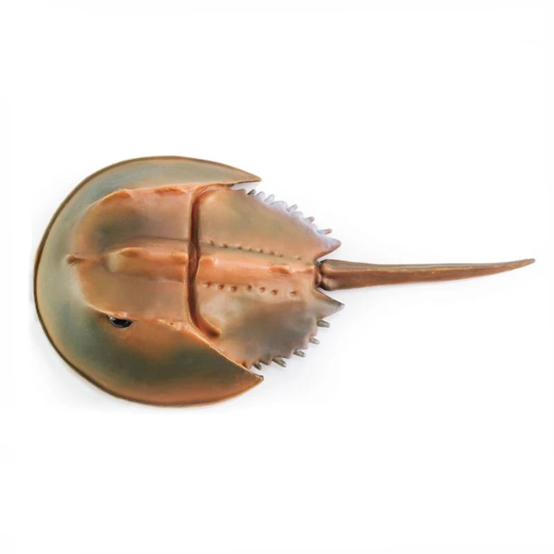 สัตว์ทะเล Horseshoe Crab Figurine - โมเดลพลาสติกอะนิเมะตัวเลข - ของเล่นเพื่อการศึกษาแสนสนุกสําหรับเด็กชาย เด็กหญิง และเด็กอายุ 3 ปีขึ้นไป