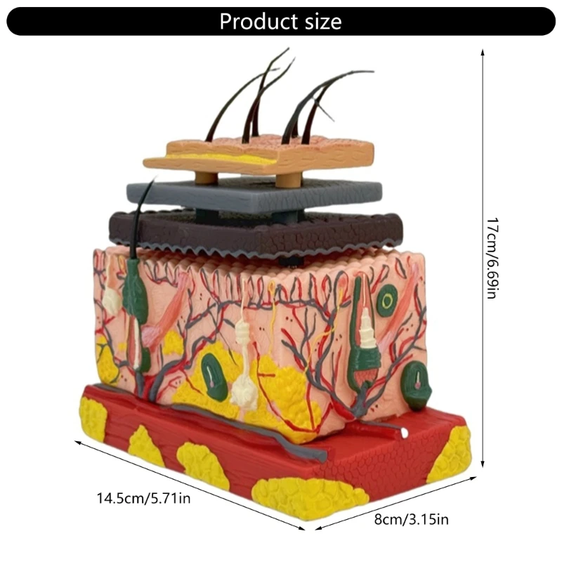 Menschliches anatomisches Hautmodell Haarschichtstruktur Anatomie Modell Unterricht Tool 601D