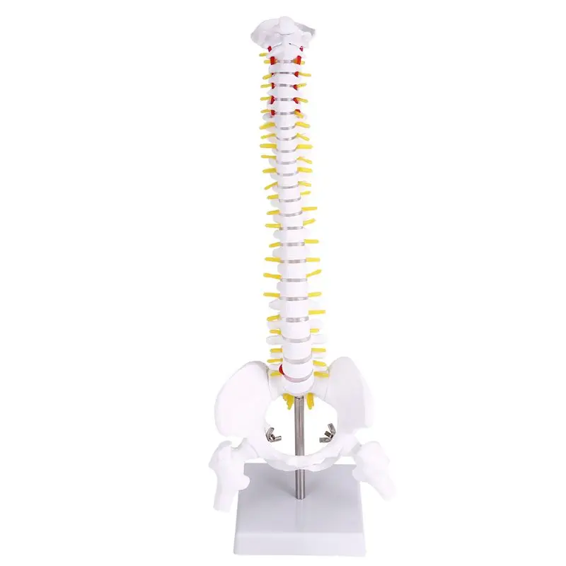 Ingenious-45Cm Flexible 1:1 Adult Lumbar Bend Spine Model Humans Skeleton Model With Spinal Disc Pelvis Model Used For Massage ,