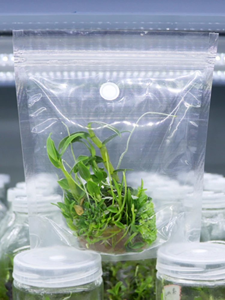 Folia do zamykania kultur tkankowych, folia laboratoryjna odporna na wysokie temperatury, przeznaczona do eksperymentów z kulturami biologicznymi, tkankowymi i komórkami roślinnymi. — zdjęcie produktu 7