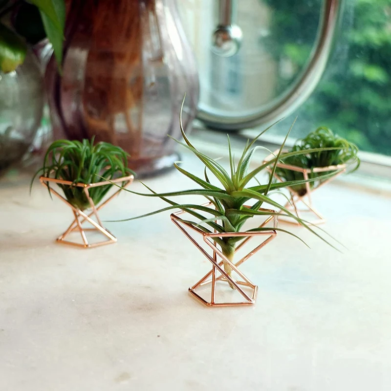 Pack 5 Air Plant Holder Air Plants Holders Tillandsias Display Air Purifying Plant Container Air Fern Stand