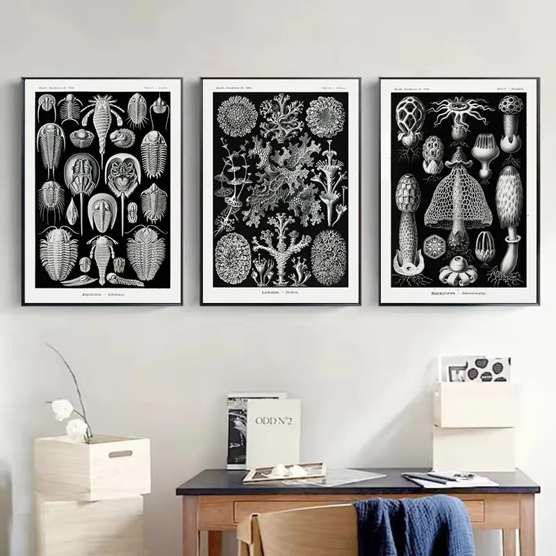 Ernst Haeckel Vintage Scientific Natural History Botanical Marine Biology Poster Print Canvas Painting Wall Art Room Home Decor