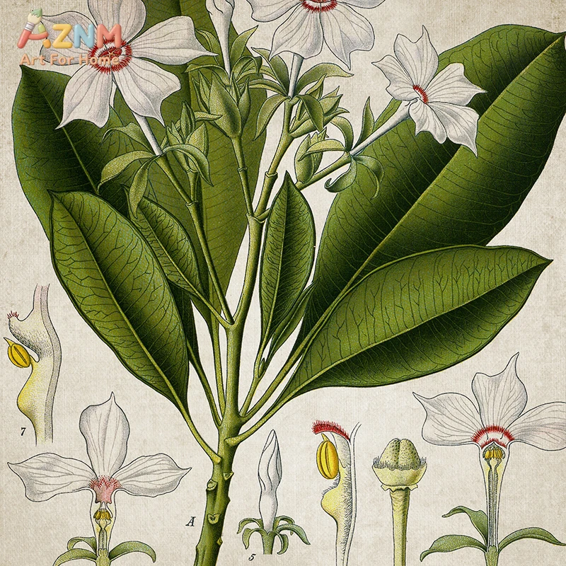 AZNM Vintage Botanical Poisonous Plant Canvas Wall Art Retro Antique Herb Flower Illustration Rustic Cottage Neutral Unframed Ho