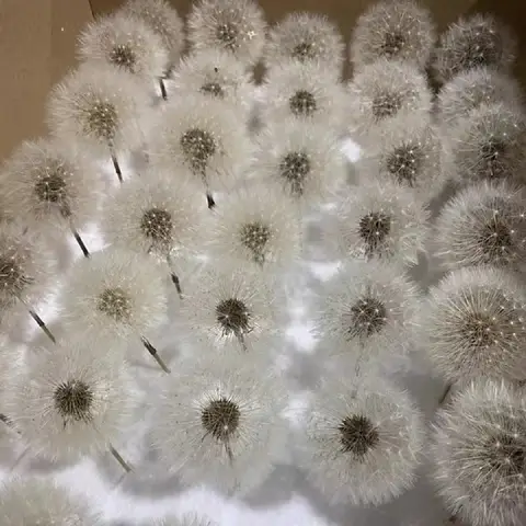 신선 민들레 생화 방울 콜라겐 재료 DIY 장식 꽃상자 유리 뚜껑 수제 재료