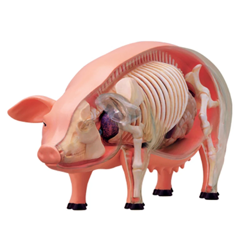 Pig 4d master puzzle Assembling toy Animal Biology organ anatomical model medical teaching model