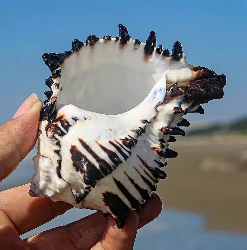 10-12 cm Large Conch Shell Black Zebra Murex American Black Bone Snail Fish Tank Landscaping Home Decoration Gifts Specimen