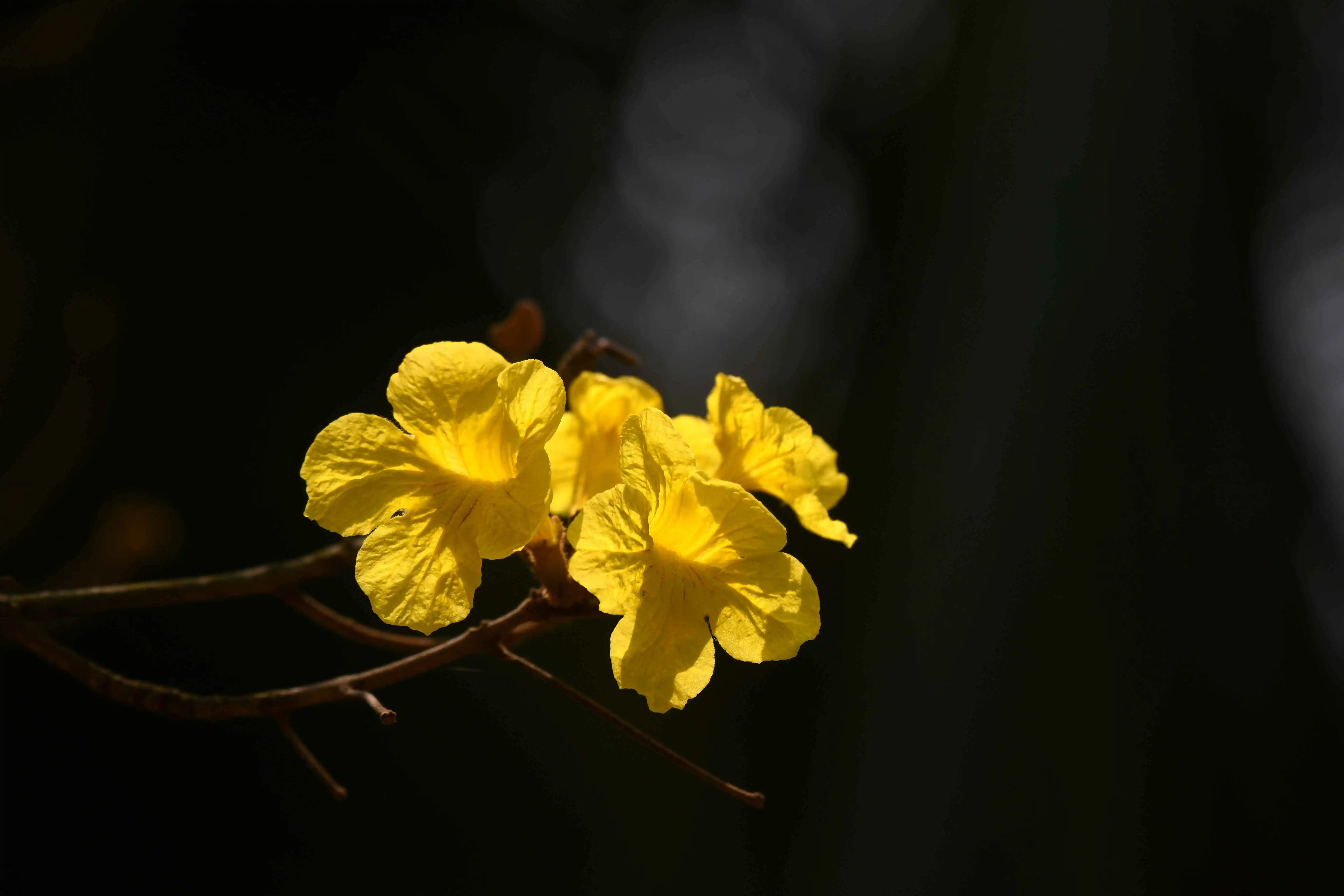 

4 шт. пластиковых гоночных колес 42 мм 53341 для радиоуправляемых машин TAMIAY M03 M04 M05 MB01 MF01 XM01 SW01 T301 1/14 MJX 14303 14304