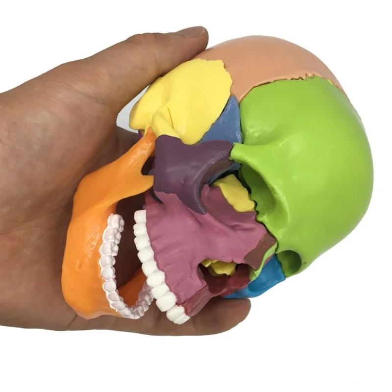 

High quality colored skull detachable 15-part medical teaching model used to display gifts