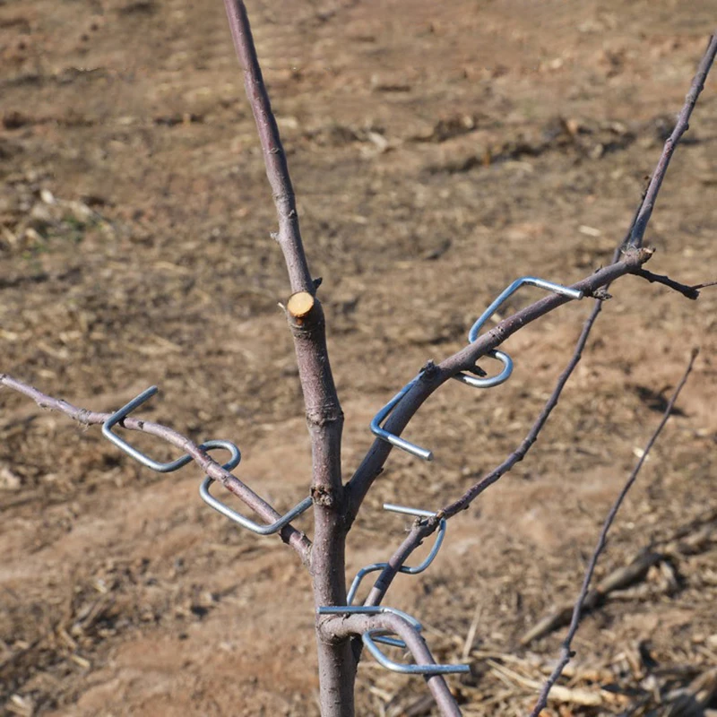 

10 шт., фиксатор в форме ветки фруктового дерева, держатель для садовых деревьев, тренажеры для растений, M-образные инструменты для гибки ветвей из стальной проволоки