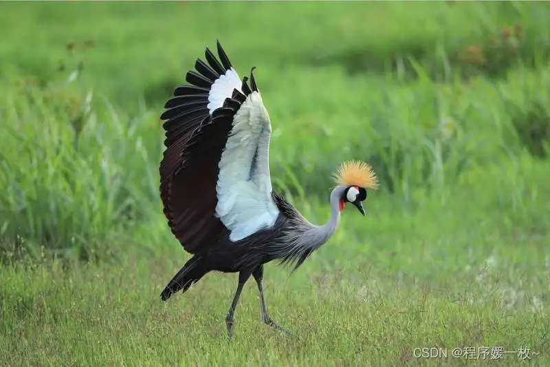 

2 шт. стальные задние дифференциальные чашки для Tamiya Fighter NXGEN DT04 58741, запчасти и аксессуары для радиоуправляемых машин 1/10