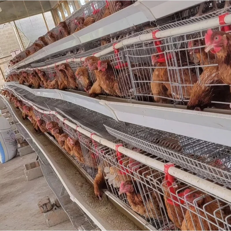 Kandang Ayam Petelur Model Baru dari Kawat Baja Q235, Kandang Ayam Bertingkat Tipe H dengan Pembersih Kotoran Manual