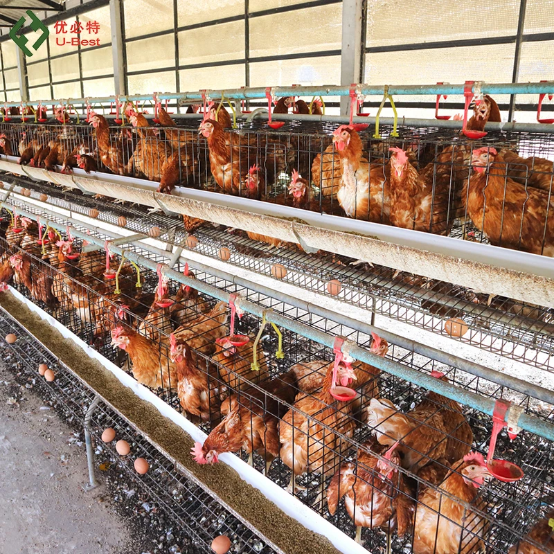 

Factory Direct Sale H/A-Type Battery Chicken Poultry Farm Equipment Coop Automatic Cage For Laying Hens