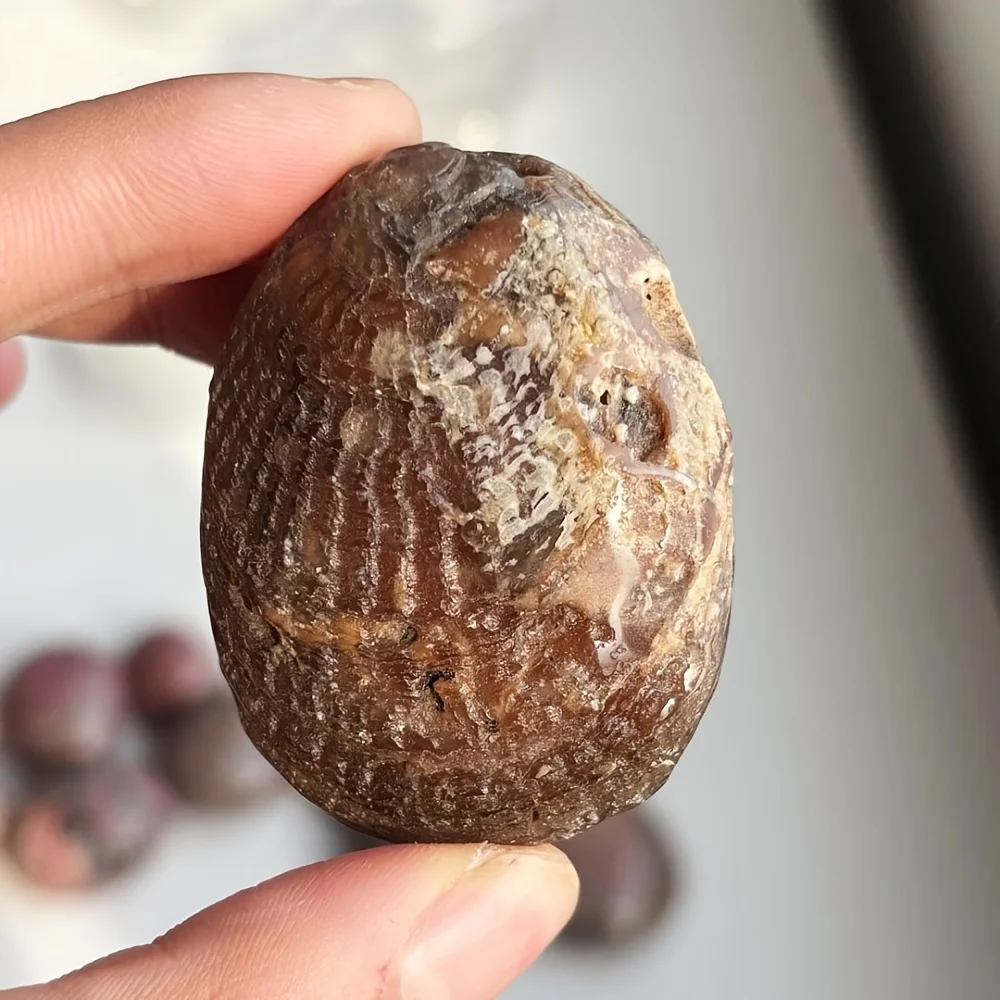 

1 Bivalve Specimen | Unique collectible and educational specimen, craft, jewelry making accessory, crystals and stones healing