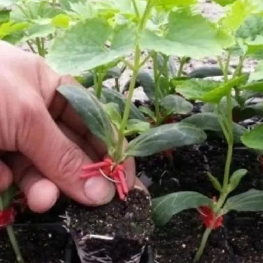 

500g Round Mouth Grafting Clips Plastic Plant Support Clamp Gardening Tool Eggplant Flower Stem Straightening Clamps Durable