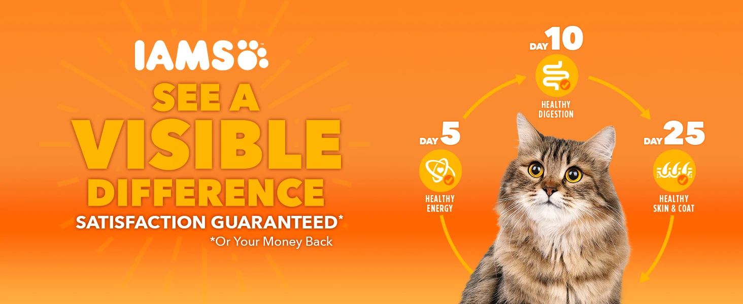 Iams dry cat