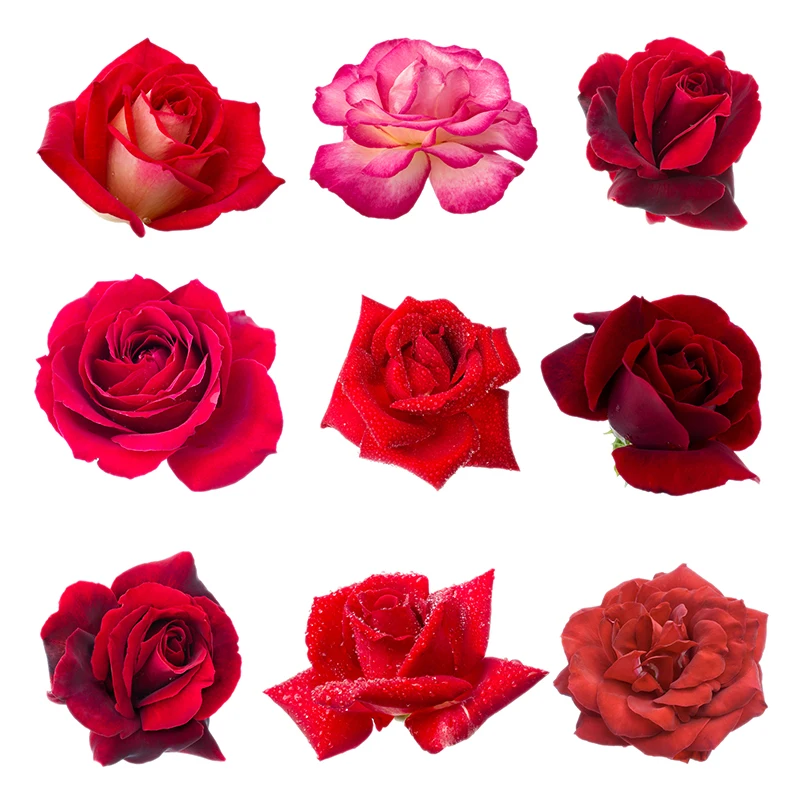 

C248# Red Rose Flowers Wall Sticker Bathroom Toilet Decor Living Room Cabinet Refrigerator Home Decoration Decals
