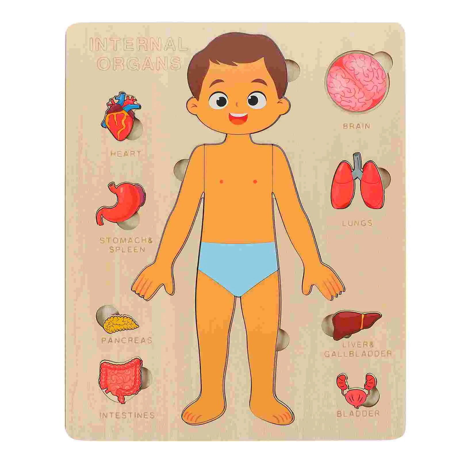 Human Body Structure Puzzle Wooden Organs Puzzles Toy Anatomy Model Cognitive Children Learning Parts Recognition Toys