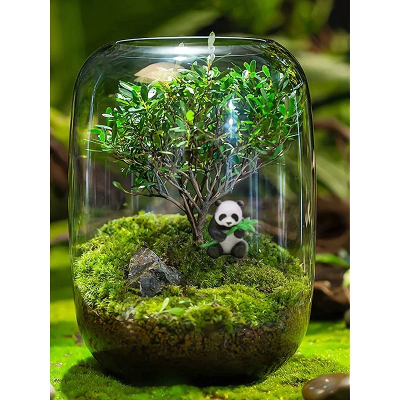 for Tree of Life] Moss Plant Micro Landscape Glass Flower Container Small Leaf Red Nan Green Plant Indoor Desktop