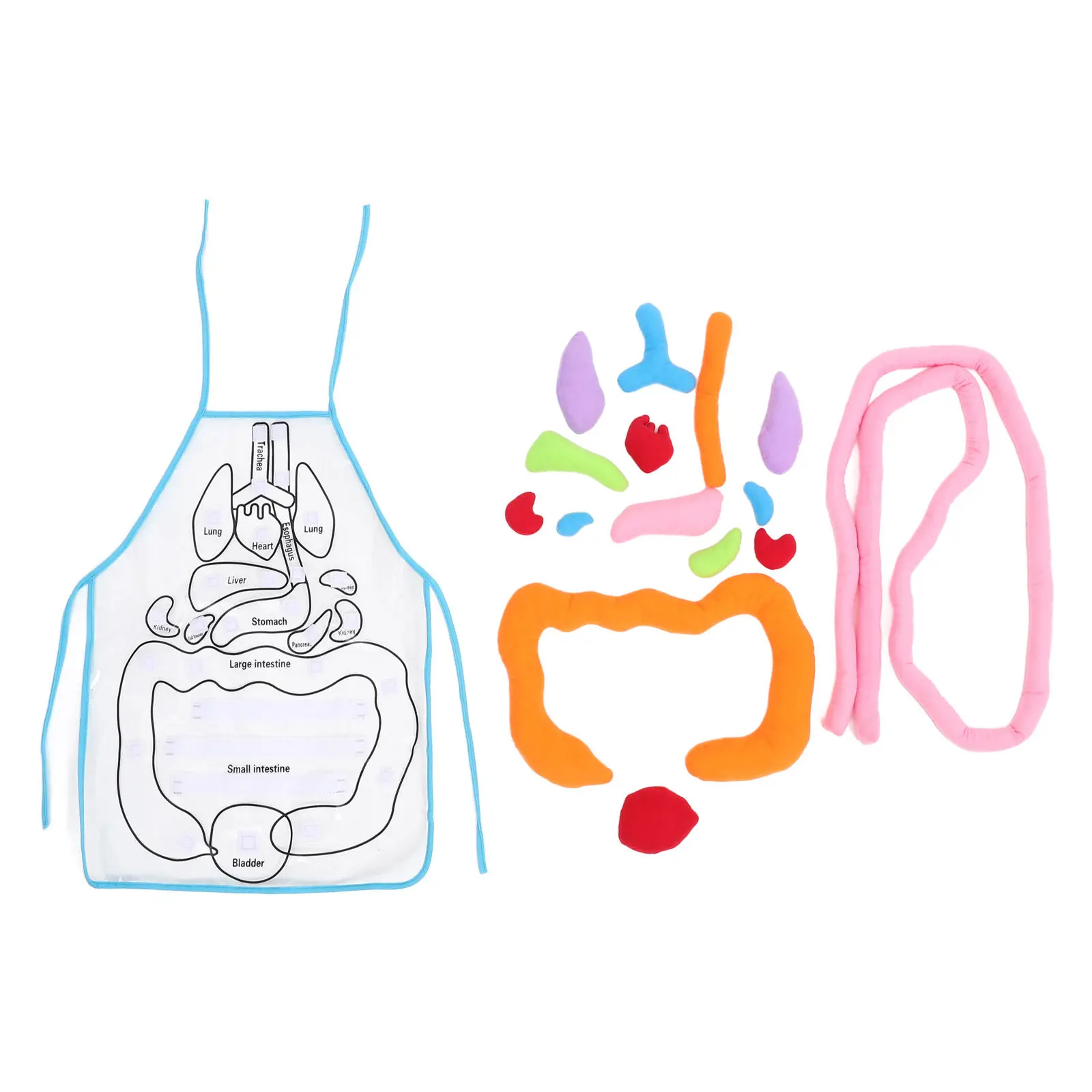 3d-human-organs-apron-educational-teaching-aid-for-kids-learning-anatomy-interactive-children-learning-apron-set