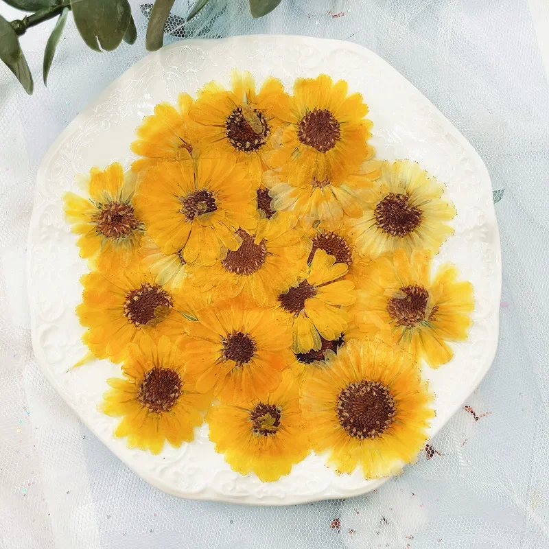 60pcs 3-6cm Pressed Dried Natural Calendula Officinalis Flower Plant Herbarium For Jewelry Postcard Invitation Card Bookmark DIY