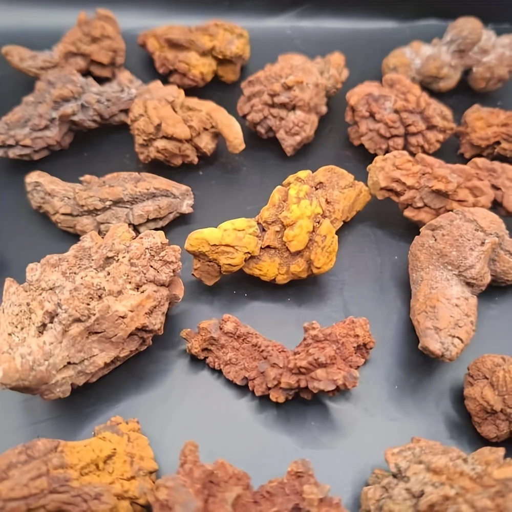 1Pc Rough Coprolite…