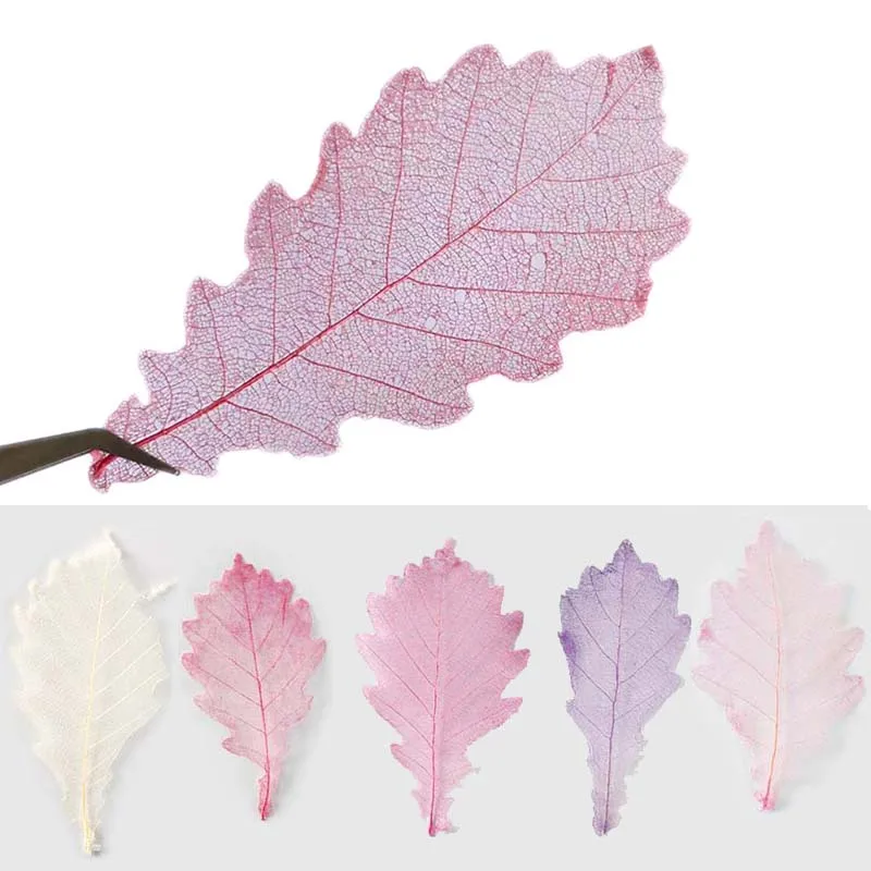 2-3.5 ซม./12 และ 24PC ธรรมชาติแห้งดอกไม้ live oak Leaf, ดอกไม้กดแห้งกดโครงกระดูกใบ DIY สําหรับอีพ็อกซี่เรซิ่น, การ์ด