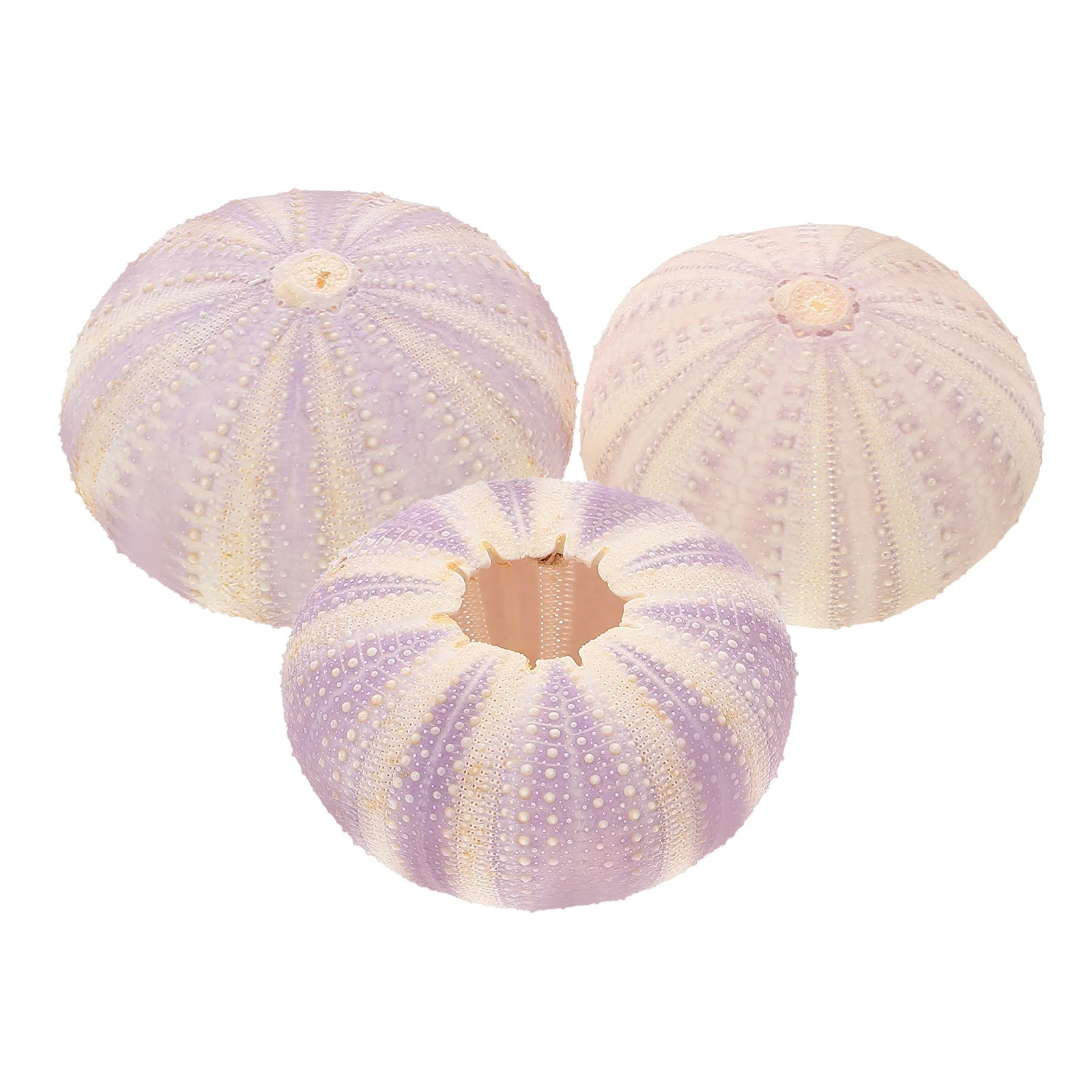 

3 pcs Natural Dried Sea Urchin Shell Unique Small Planting Holder Air Planting Pot Desktop Ornament Decorative Craft For Home
