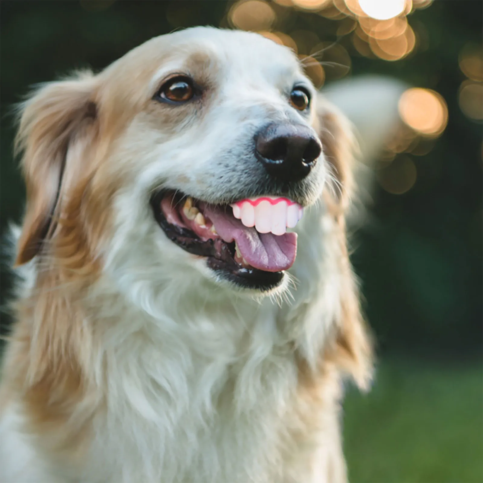 Fausses dents amusantes pour chien de compagnie, accessoires de décoration, prothèses dentaires amusantes, jouets délicats pour Halloween, cosplay