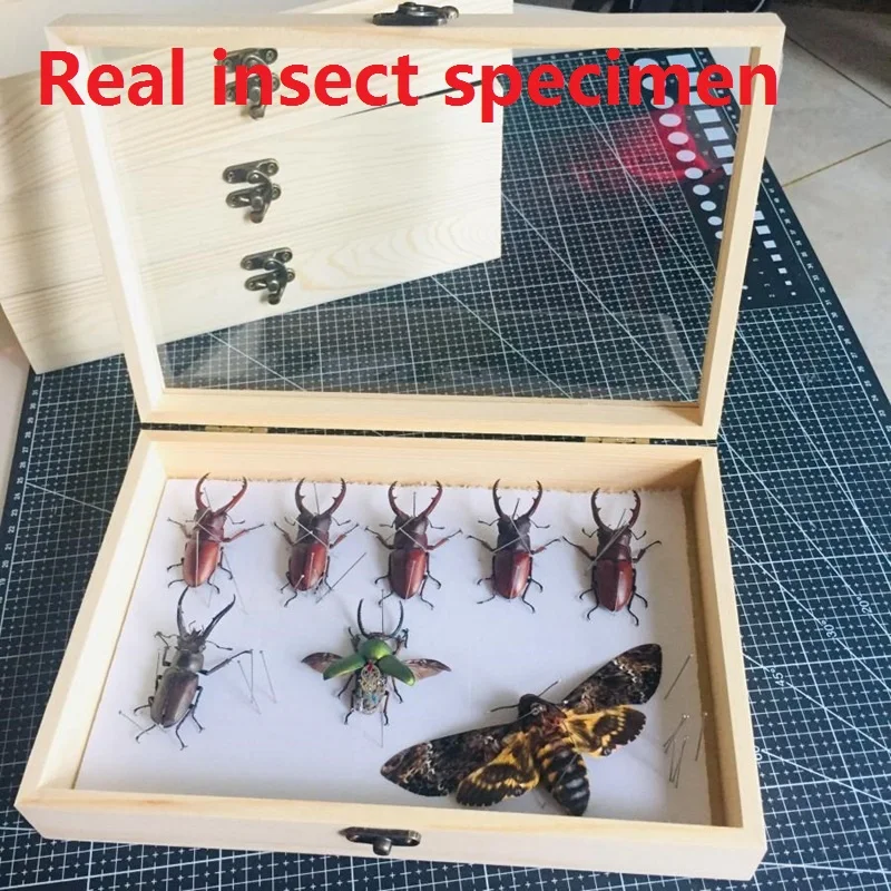 

Real Insect Dragonfly Spade Beetle Golden Turtle Incomplete Protozoa Specimen Independent Packaging Hand Worm Home Decor