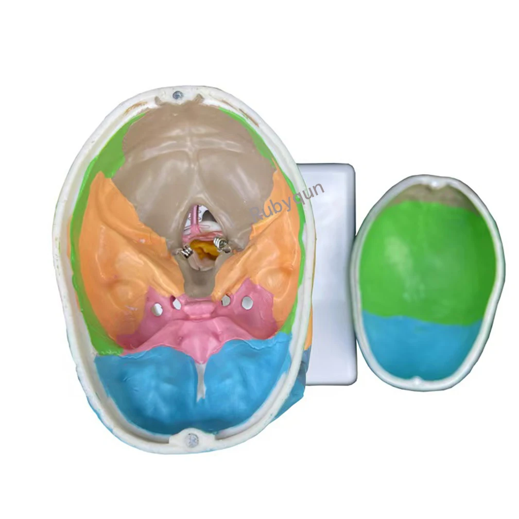 1/2 حجم 3-جزء جمجمة رأس ملونة بشرية مع فقرة عنق الرحم نموذج تشريحي لوازم العلوم الطبية #5