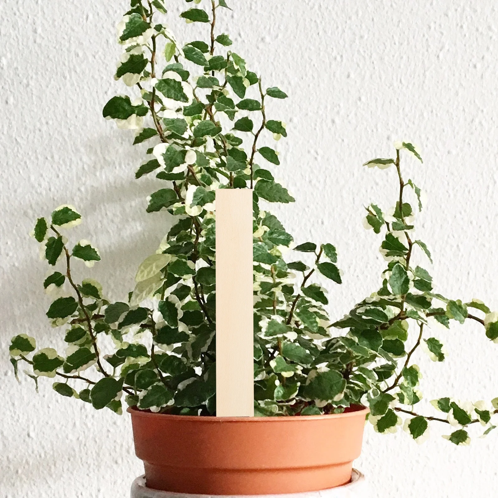 

50Pcs Wooden Garden Plant Markers Lightweight Lawn Ornaments Plant Identification Tags for Pots Garden Markers