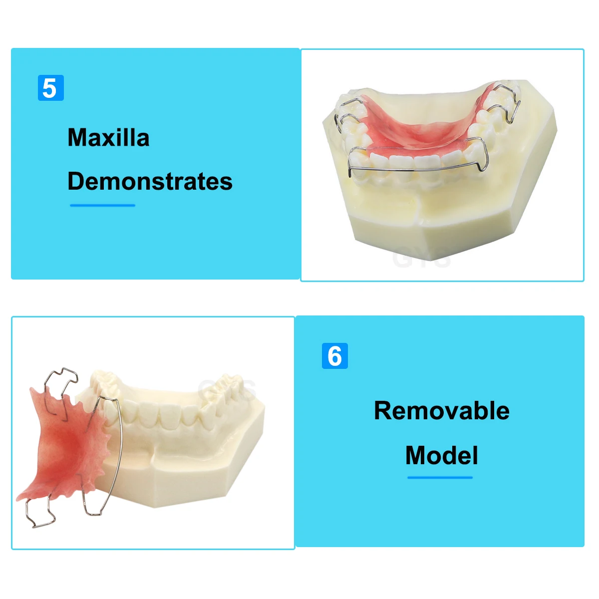 Stomatologiczne Model zębów ortodontyczne Hawley Retainer modele stomatologiczne M3007 do badań laboratoryjnych dla dentysty