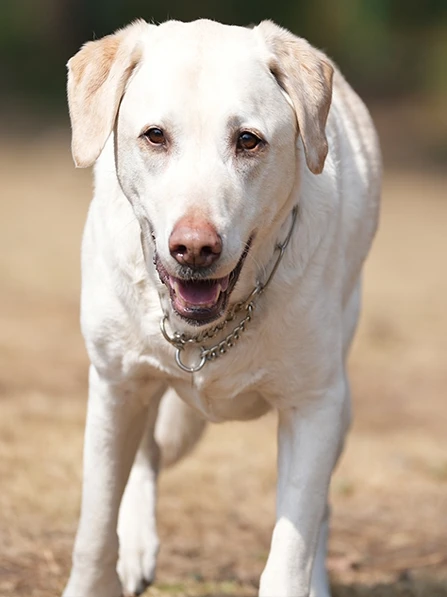 

DEAN LER длинный ошейник из нержавеющей стали с P-цепочкой для собак f Control Labr, немецкий эффед, золотистый ретривер, товары для домашних животных